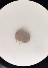 Rhipicephalus microplus