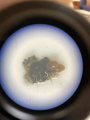 Rhipicephalus microplus