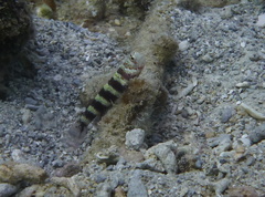 Amblyeleotris wheeleri