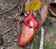 Nepenthes × kinabaluensis