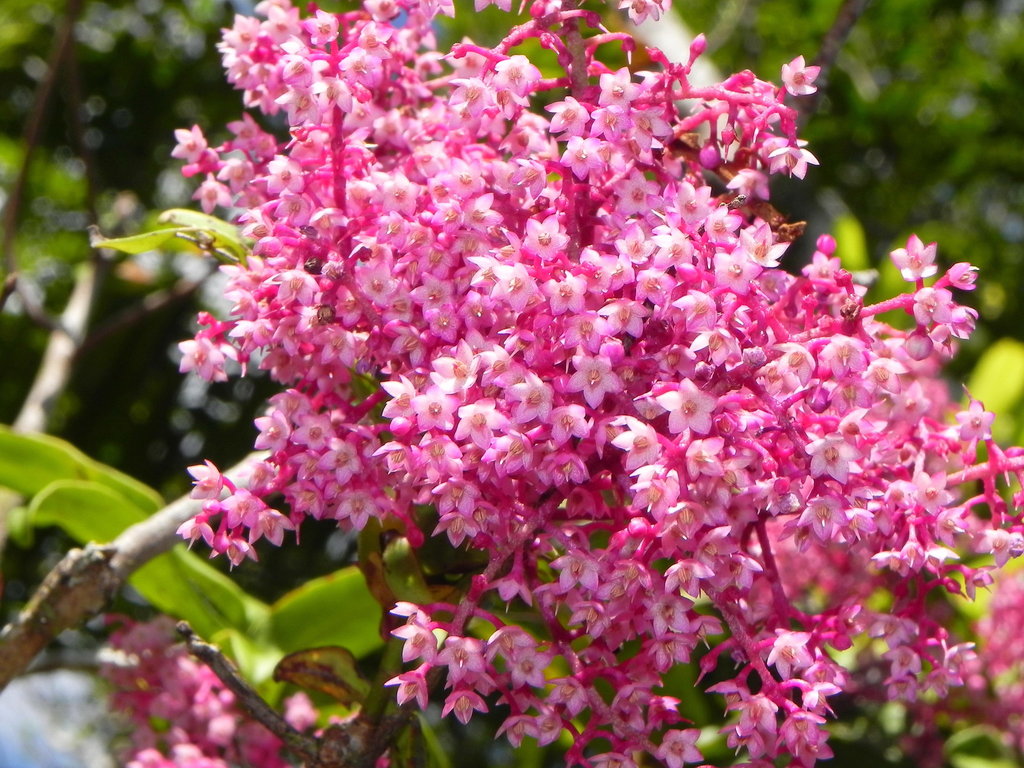 Tapeinosperma squarrosum
