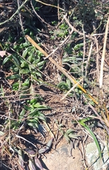 Curio radicans