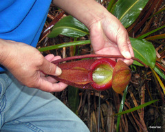 Nepenthes × kinabaluensis