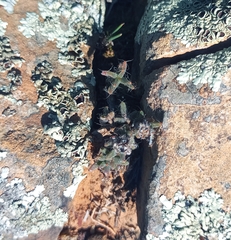 Trichodiadema olivaceum
