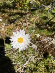 Xerochrysum milliganii