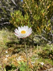 Xerochrysum milliganii