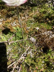 Xerochrysum milliganii