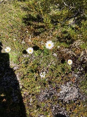 Xerochrysum milliganii