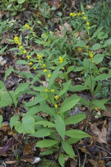 Solidago flaccidifolia