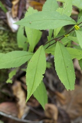 Solidago flaccidifolia