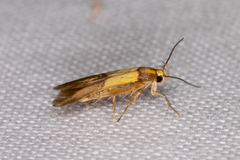 Stathmopoda callichrysa