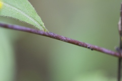 Solidago flaccidifolia