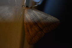 Zanclognatha violacealis