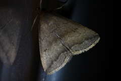 Zanclognatha violacealis