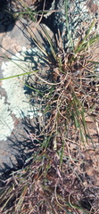 Trichodiadema olivaceum