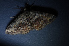 Paragona multisignata