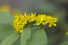 Solidago flaccidifolia