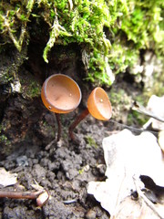 Ciboria coryli
