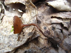 Ciboria coryli