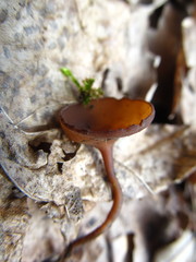 Ciboria coryli