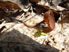 Ciboria coryli