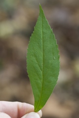 Solidago flaccidifolia