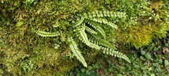 Asplenium tripteropus