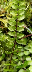 Asplenium tripteropus