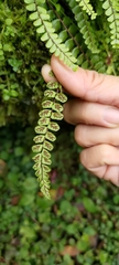 Asplenium tripteropus