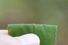 Solidago flaccidifolia
