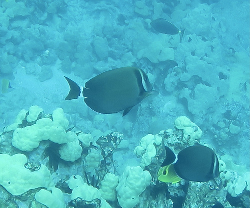 Head-band surgeonfish (Acanthurus leucopareius) — Acanthuridae
