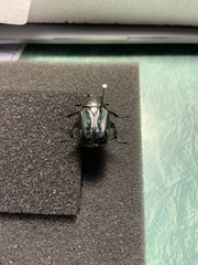 Chlorobapta frontalis