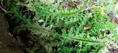 Cirsium arisanense