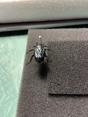 Chlorobapta frontalis