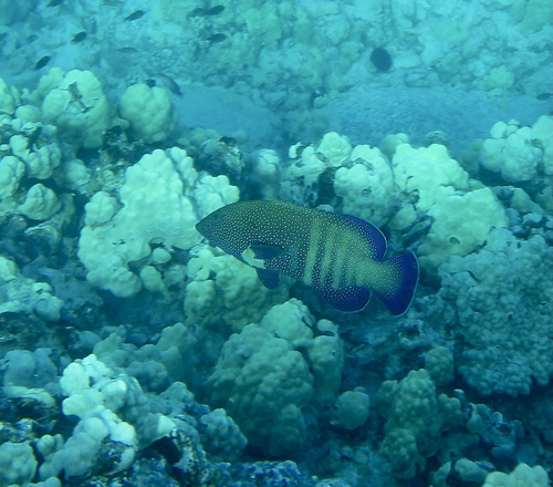 Peacock Grouper, Puako, HI, USA, photo 6 of 10