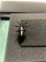 Chlorobapta frontalis