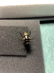 Chlorobapta frontalis