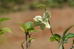 Brunfelsia americana