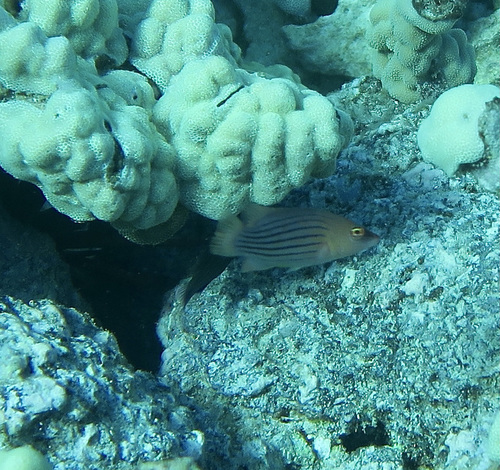 Eightline wrasse (Pseudocheilinus octotaenia) — Labridae
