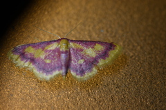 Idaea muricata