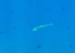 Scomberoides