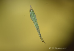 Miagrammopes oblongus