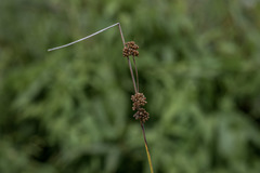 Juncus gregiflorus