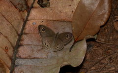 Ypthima baldus