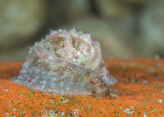 Dolabrifera dolabrifera