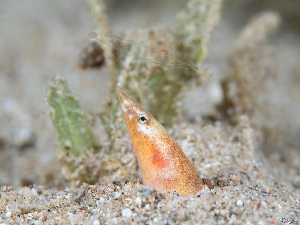 Slender worm eel (Yirrkala tenuis) — Ophichthidae