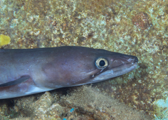 Conger cinereus