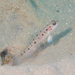 Twinspot Shrimpgoby - Photo (c) Rafi Amar, some rights reserved (CC BY-NC), uploaded by Rafi Amar