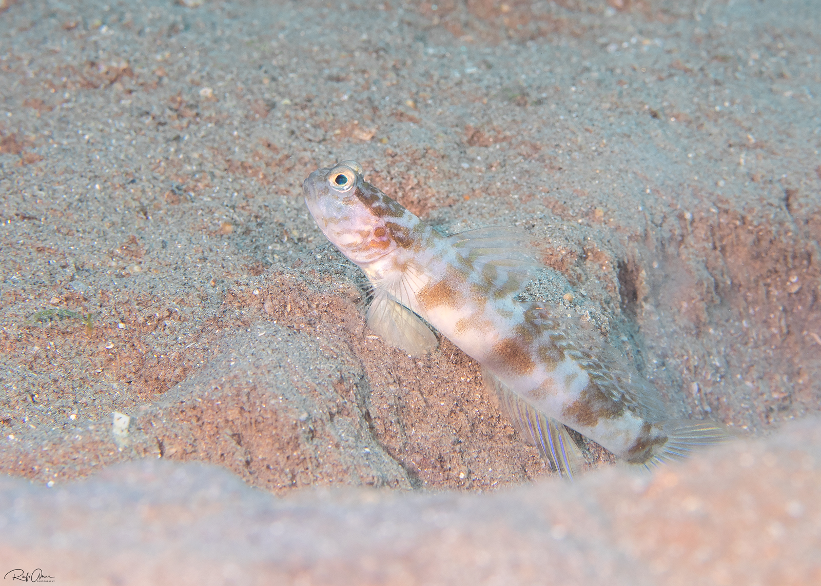 Steinhardt's Shrimpgoby photo 6