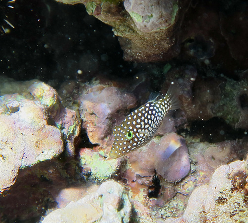 Hawaiian whitespotted toby (Canthigaster jactator) — Tetraodontidae